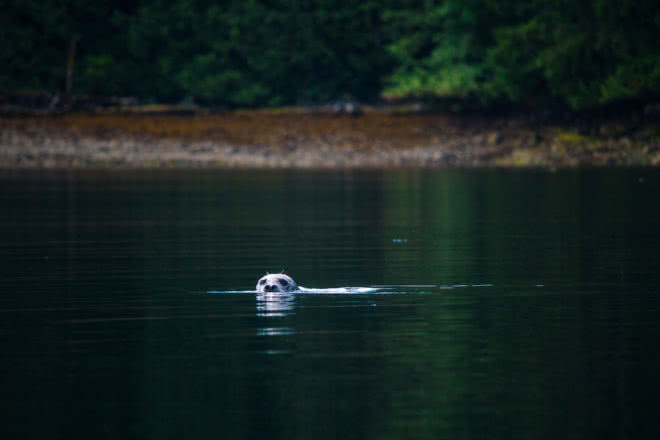 A seal watches silently from the water in Desolation Sound