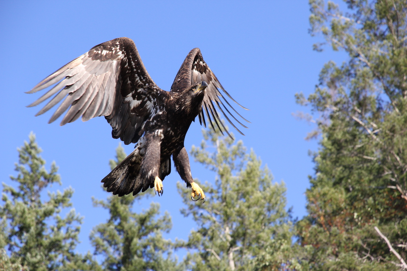 A Juvenile Bald Eagle taking off near the resort in Desolation Sound, one of the best Desolation Sound experiences