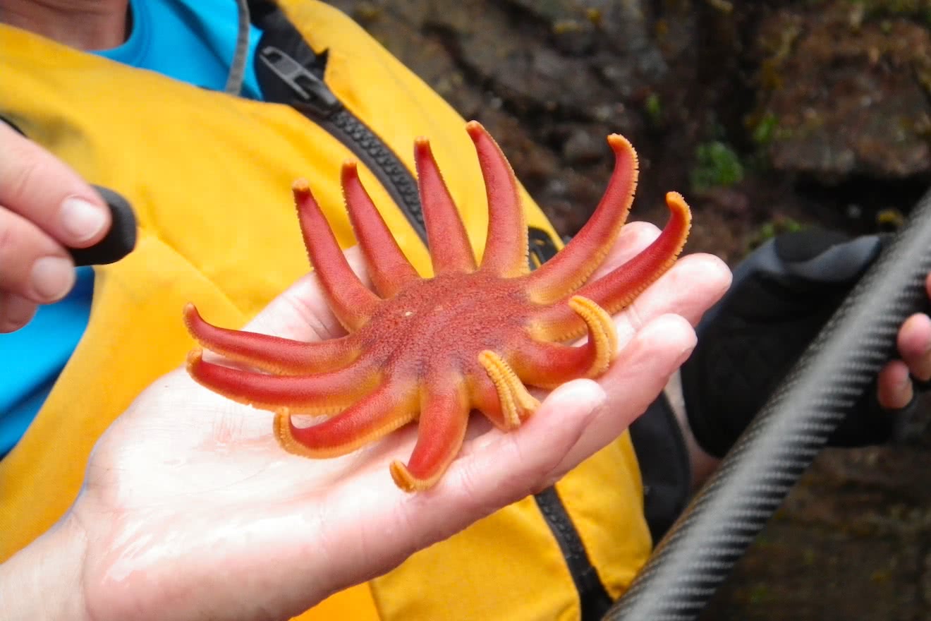 A many legged sunstar found by kayakers in Desolation Sound on a kayak tour