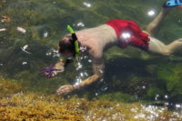 A man snorkeling in Desolation Sound picks up a purple sea star