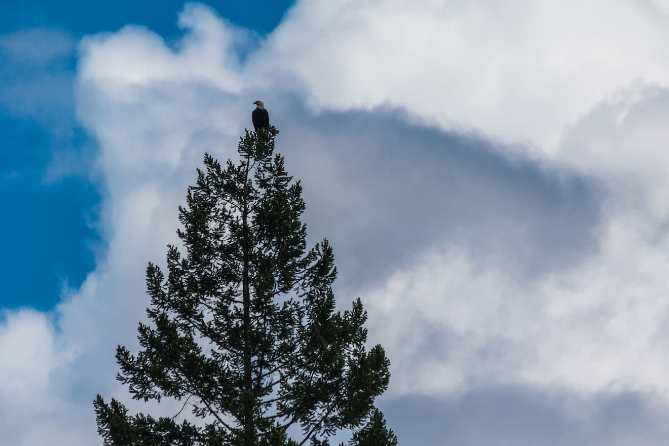 A Bald Eagle in a tree in British Columbia
