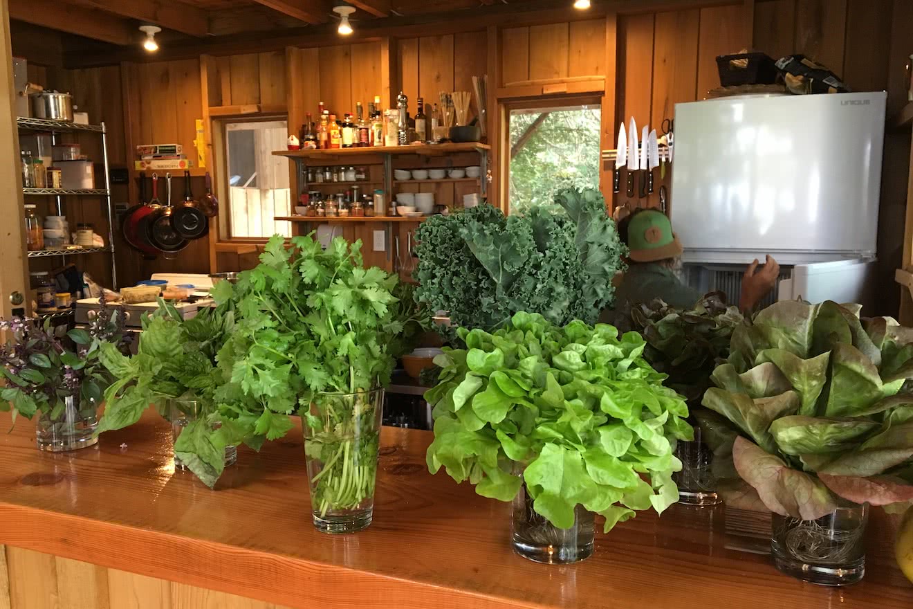 Fresh Herbs and Greens grown on site in the kitchen at the eco resort
