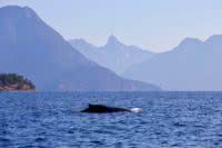 A Humpback whale, the largest of the Desolation Sound wildlife - comes up for air with Mt Denman in the background