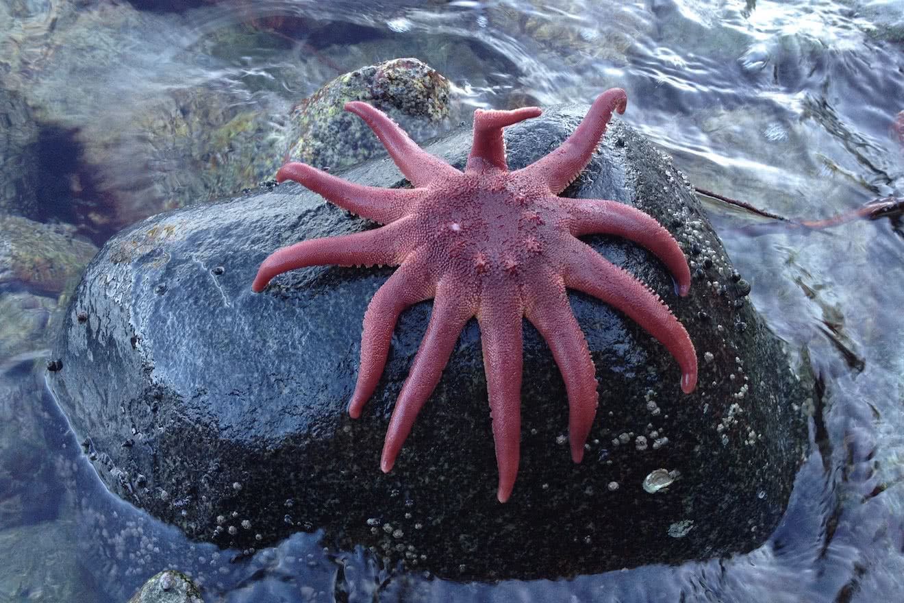 A sunflower star on a rock just above the water in Desolation Sound