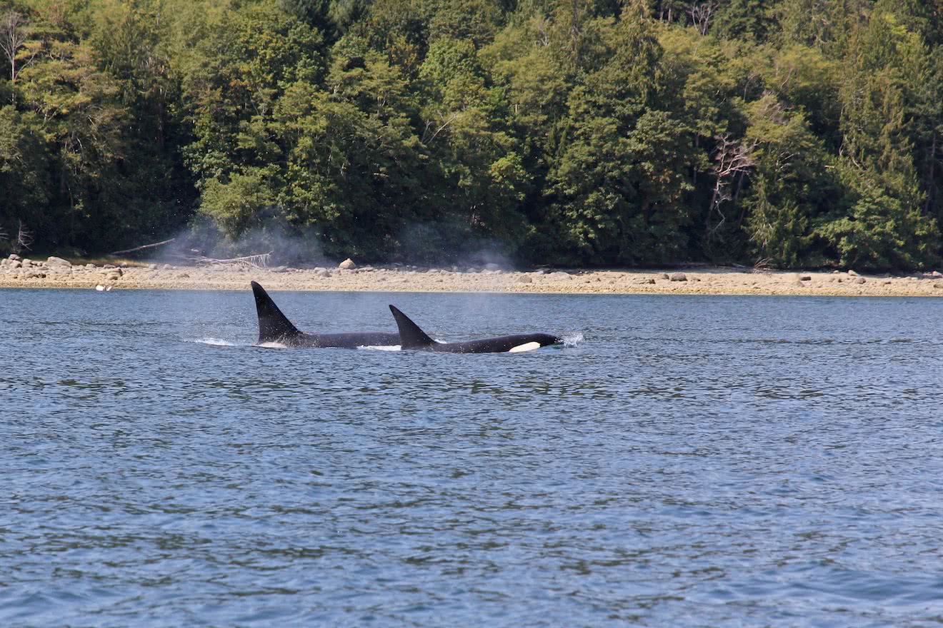 Two transient orcas in Malaspina Inlet in Desolation Sound