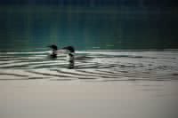 Loons are Canada's most Iconic Bird