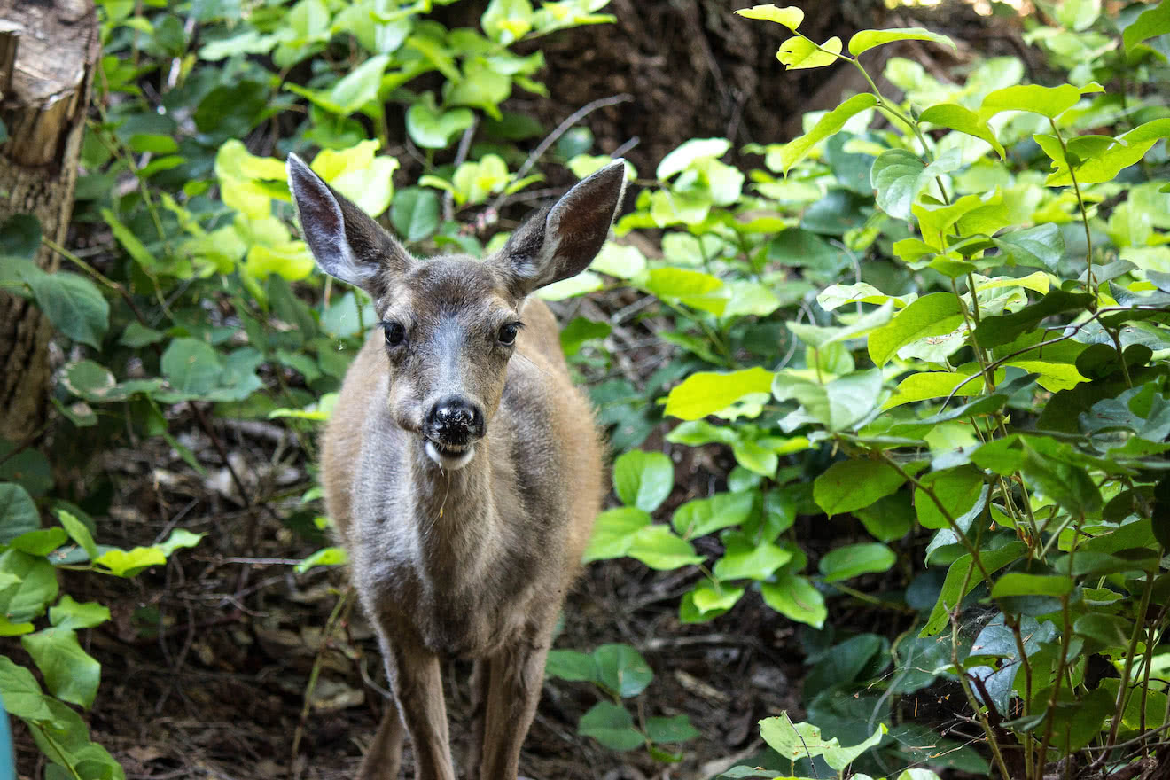 One of the resident deer on Kinghorn Island in Desolation Sound