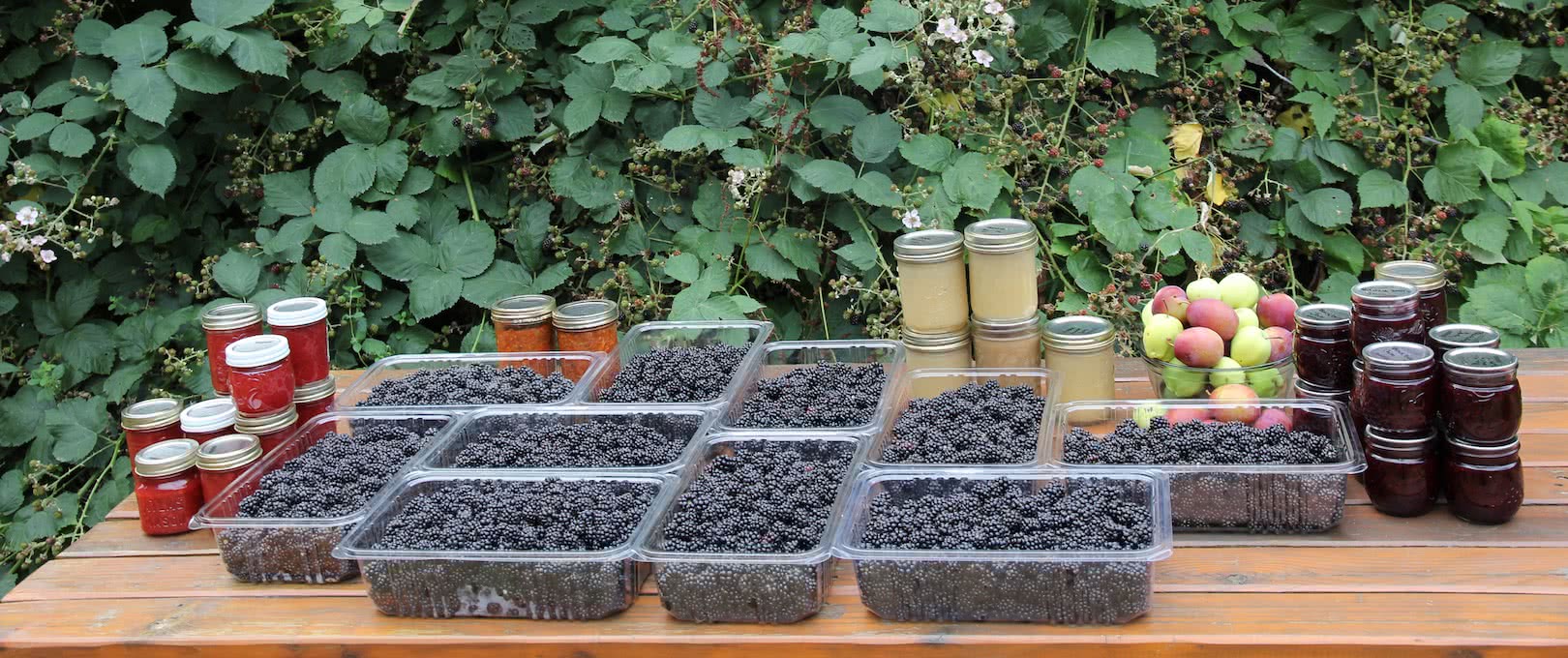 Blackberries and apples harvested from our Okeover launch site for use on our guided kayak tours