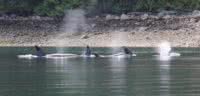 Transient orcas in Malaspina Inlet in Desolation Sound
