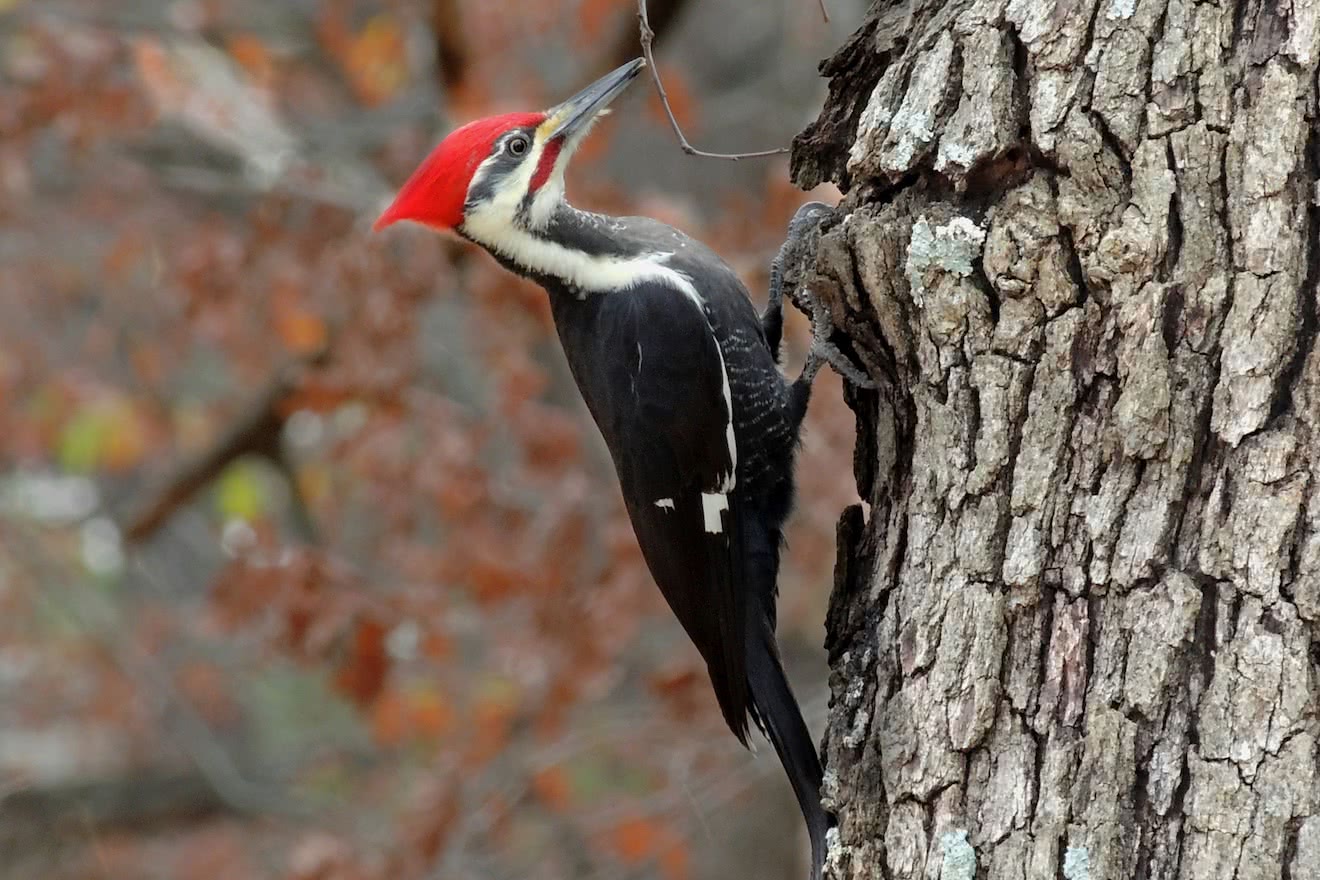 A pileated woodpecker in a forest