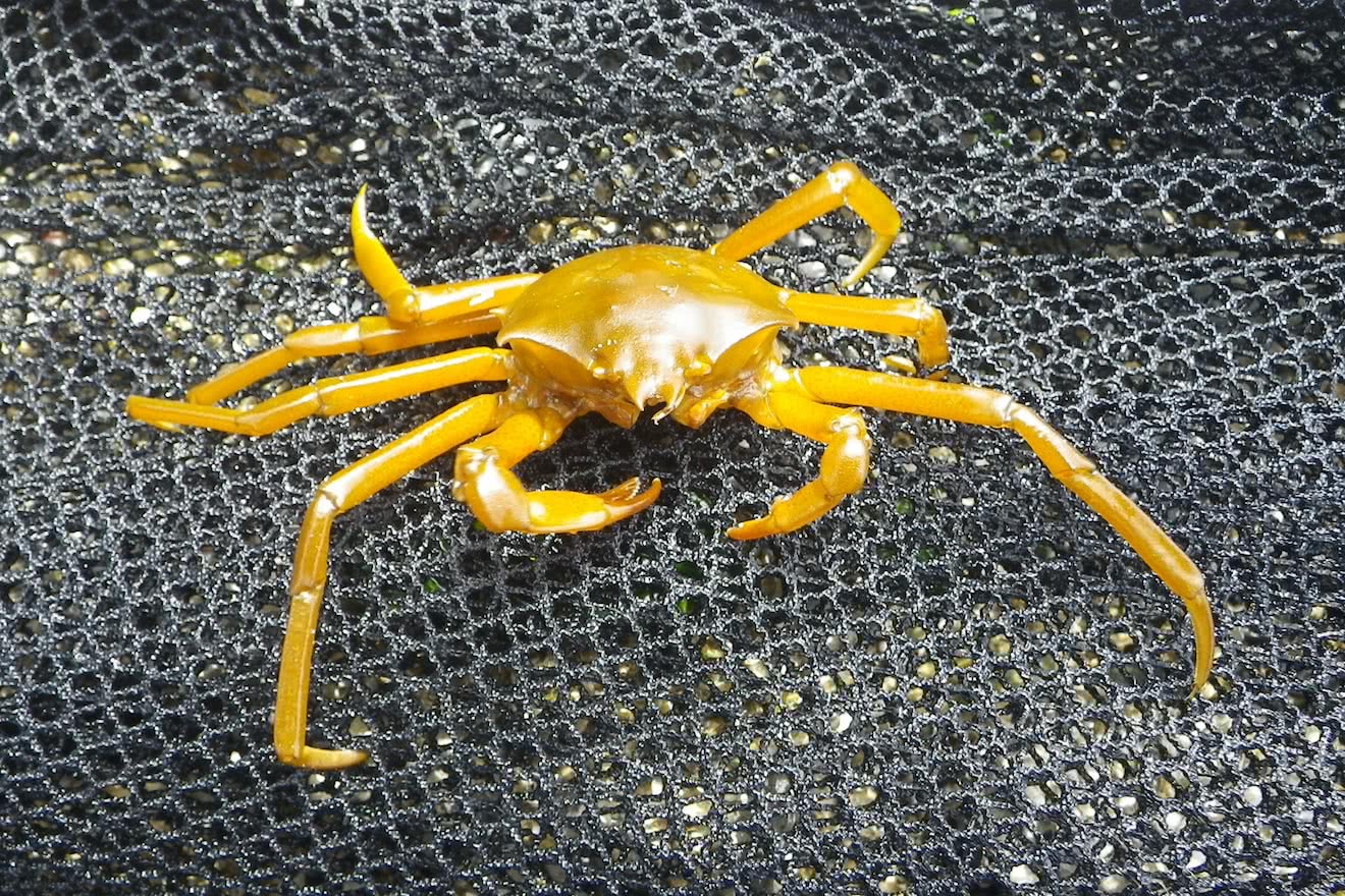 A Spider Crab - aka a Shield Backed Kelp Crab