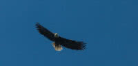 A soaring bald eagle in the air above Desolation Sound