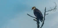 A bald eagle sits in a dead tree at Feather Cove in Desolation Sound
