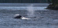 A humpback while dives in Malaspina Inlet in Desolation Sound