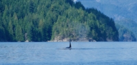 An orca surfacing in Lewis Channel