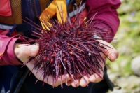 A guide carefully holding a red sea urchin 