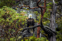 Bald Eagle in Desolation Sound