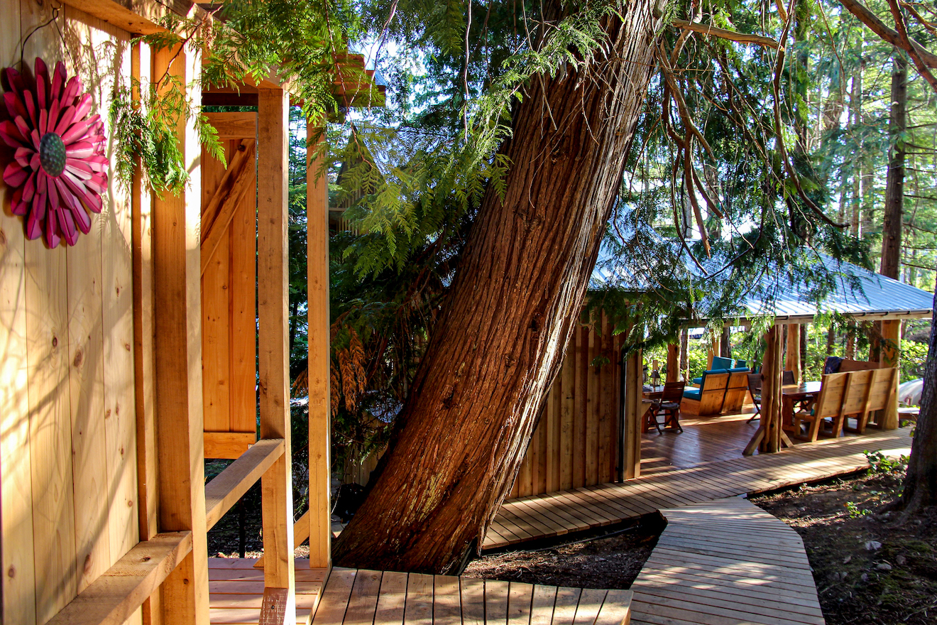 A huge tree hangs over the boardwalk at Cabana Desolation Eco Resort